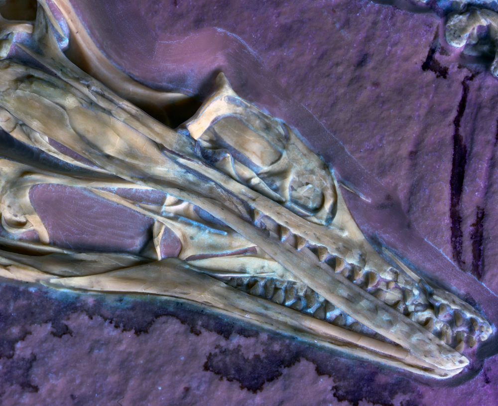 Close-up of Chicago Archaeopteryx skull under UV light to illuminate soft tissues. Close-up of Chicago Archaeopteryx skull under UV light to illuminate soft tissues.